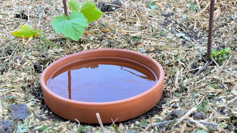 Refill The Olla As The Water Level Drops Refill The Olla As The Water Level Drops