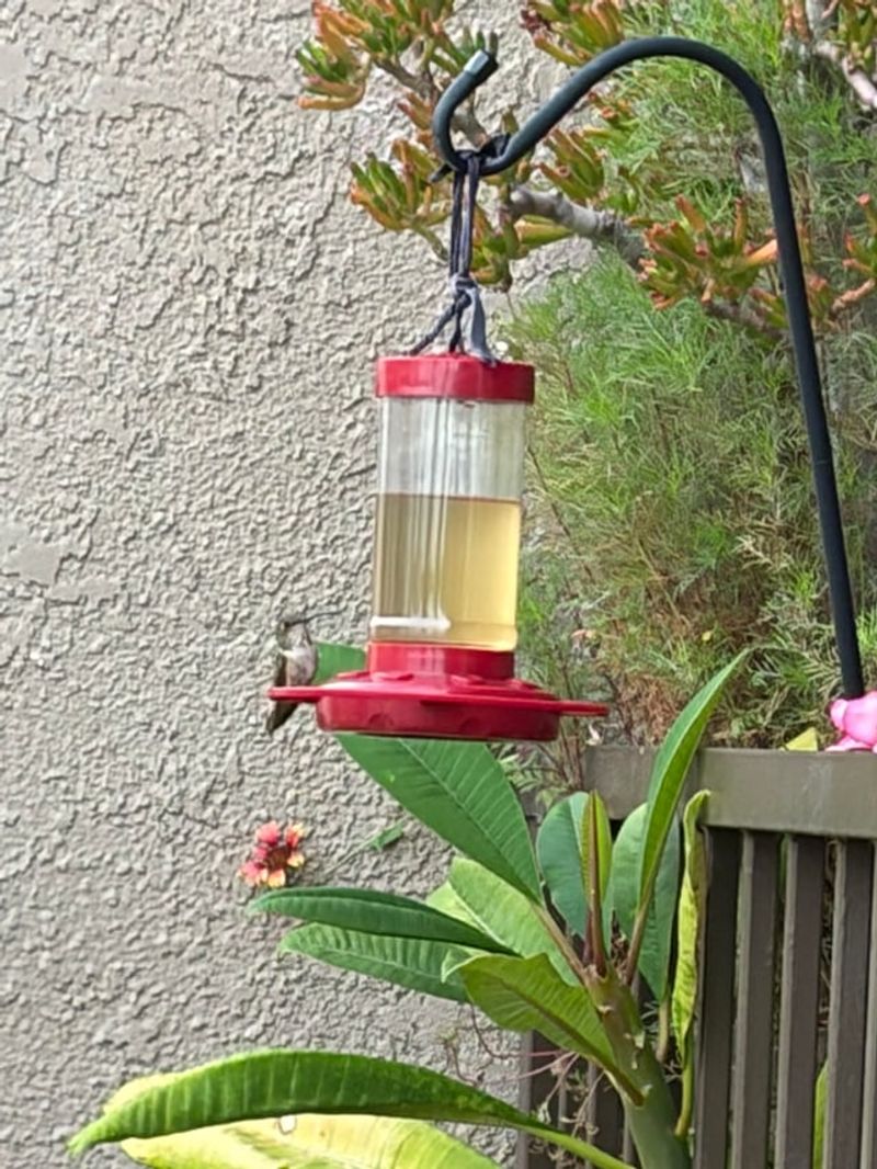 Refilling Without Cleaning The Feeder Refilling Without Cleaning The Feeder