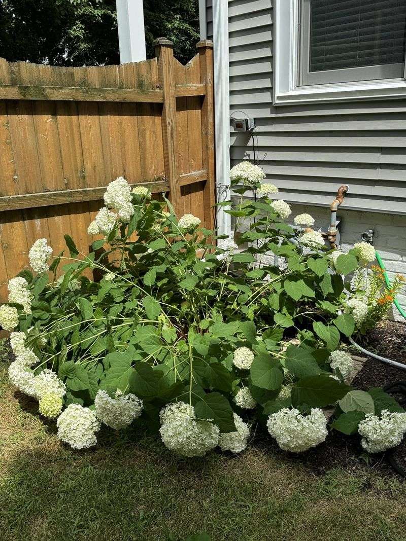 Reflected Heat Can Make One Plant Collapse Faster Than Another Reflected Heat Can Make One Plant Collapse Faster Than Another