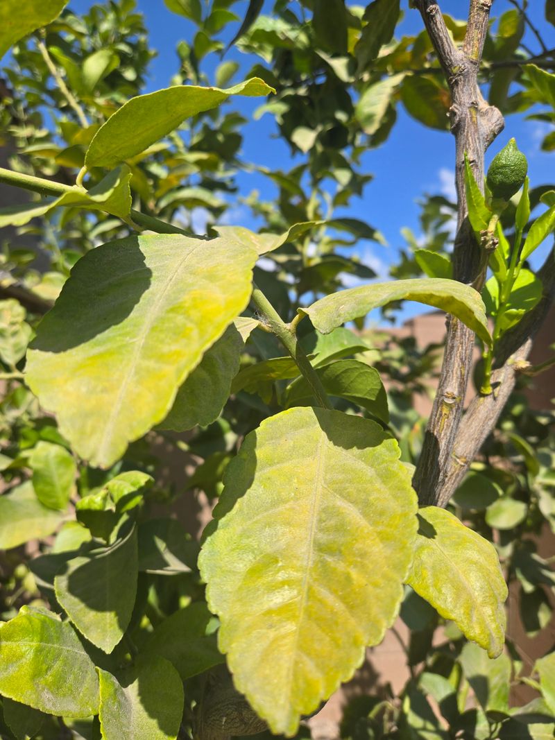 Reflected Heat Can Make Yellowing Worse Reflected Heat Can Make Yellowing Worse