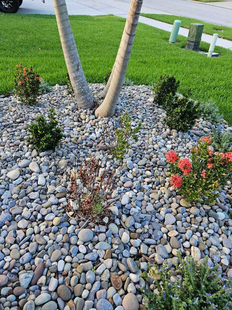 Reflected Heat Can Stress Tender Plants