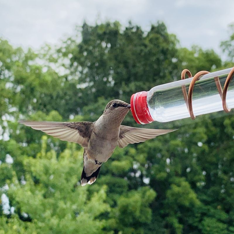 Refresh Hummingbird Feeders Fast Refresh Hummingbird Feeders Fast