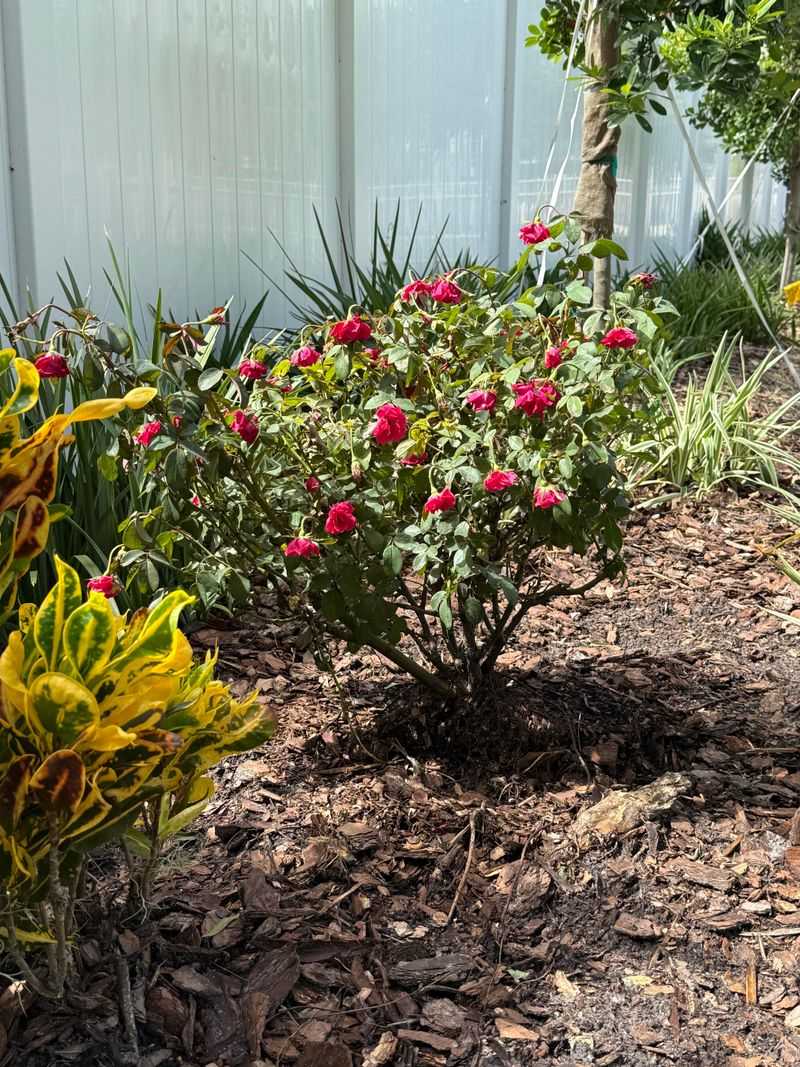 Refresh Mulch After Cleaning Under Roses Refresh Mulch After Cleaning Under Roses