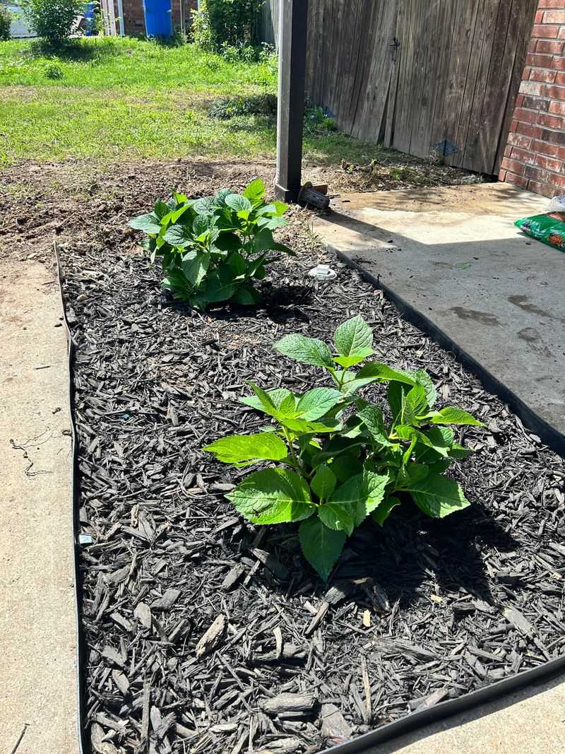 Refresh Mulch Around The Drip Line