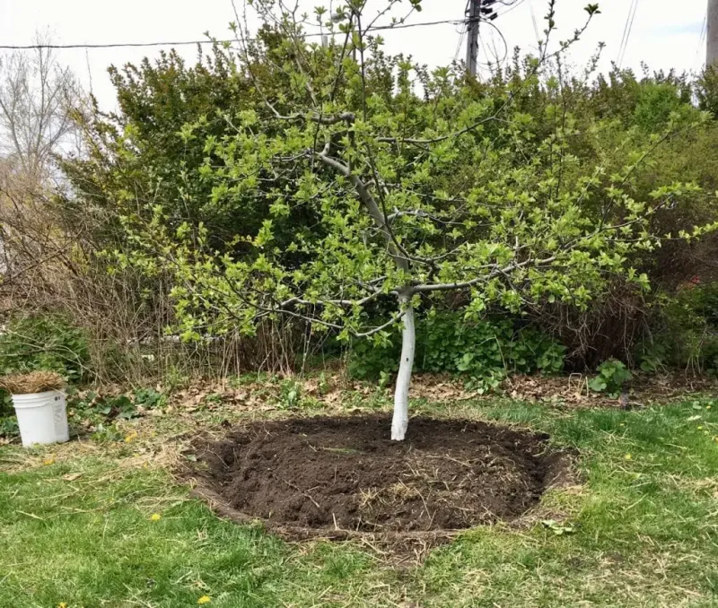 Refresh Mulch Before Summer Heat Peaks