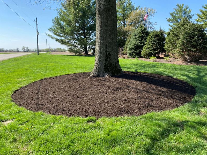 Refresh Mulch, But Keep It Off The Trunk Refresh Mulch, But Keep It Off The Trunk