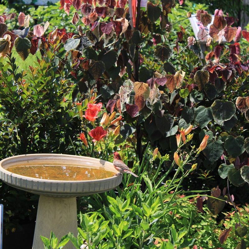Refresh Shallow Water For Bees And Butterflies Refresh Shallow Water For Bees And Butterflies