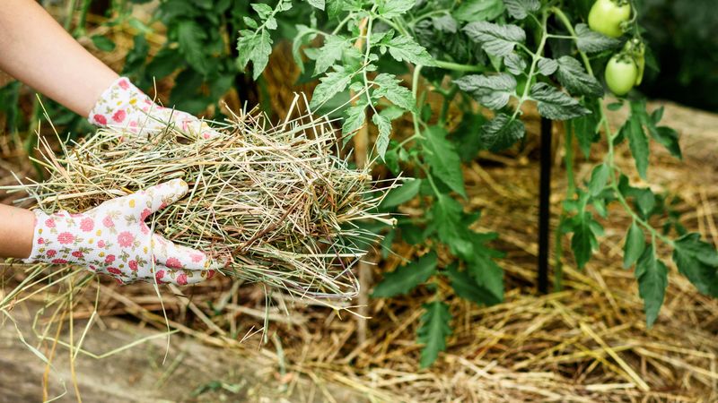 Refresh Thin Mulch Around Thirsty Plants Refresh Thin Mulch Around Thirsty Plants