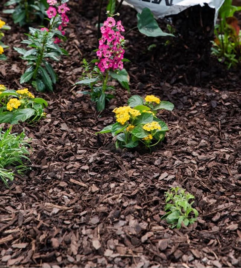 Refresh Thin Mulch Before It Stops Working Refresh Thin Mulch Before It Stops Working