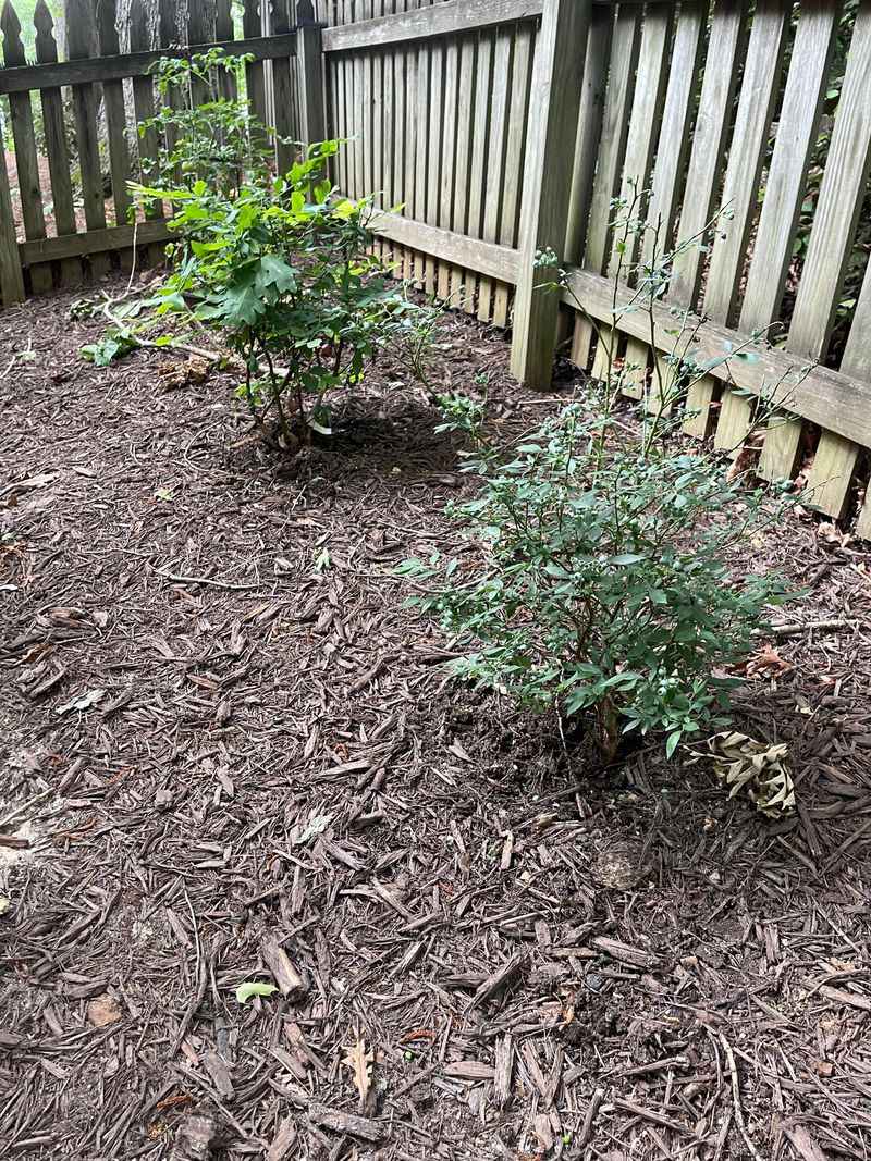 Refreshing Mulch To Hold In Moisture Refreshing Mulch To Hold In Moisture