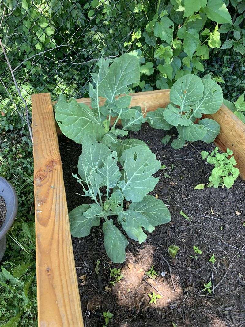 Regional Planning Extends The North Carolina Harvest