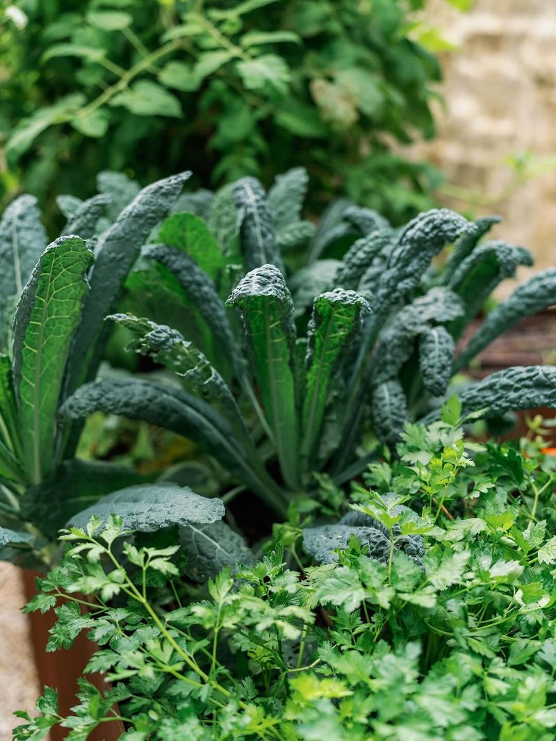 Regional Timing Helps Kale Perform At Its Best Regional Timing Helps Kale Perform At Its Best