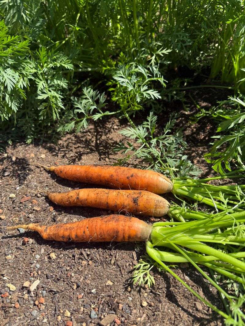 Regional Timing Protects The Fall Harvest Window