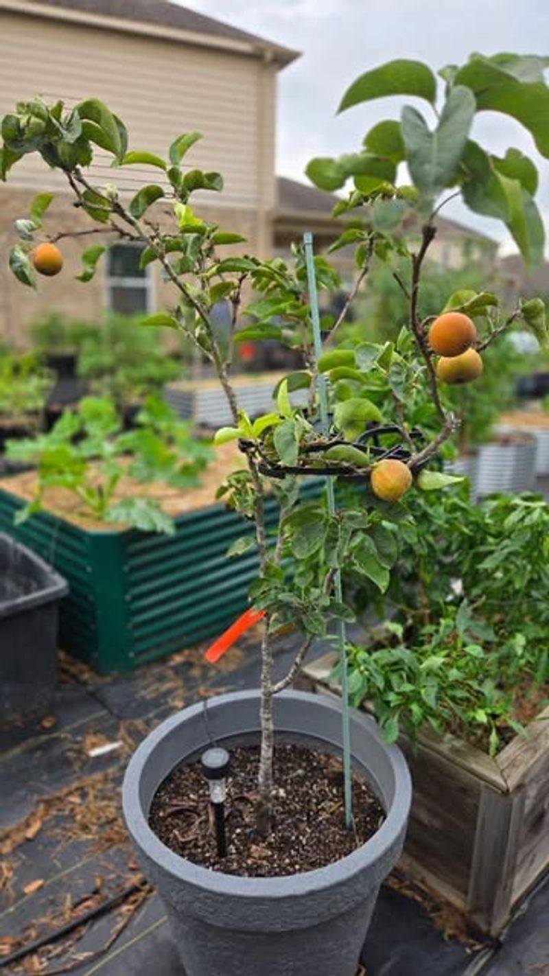 Regular Feeding Keeps Citrus Trees Vigorous Regular Feeding Keeps Citrus Trees Vigorous