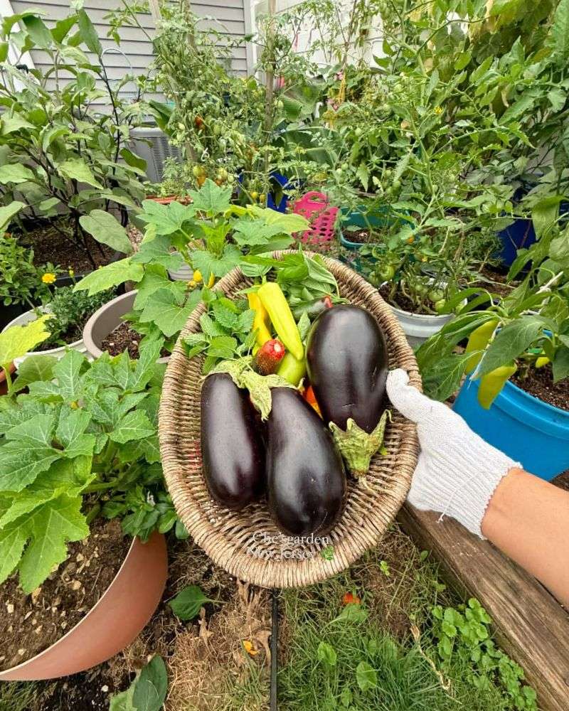 Regular Harvesting Keeps New Fruit Coming Regular Harvesting Keeps New Fruit Coming