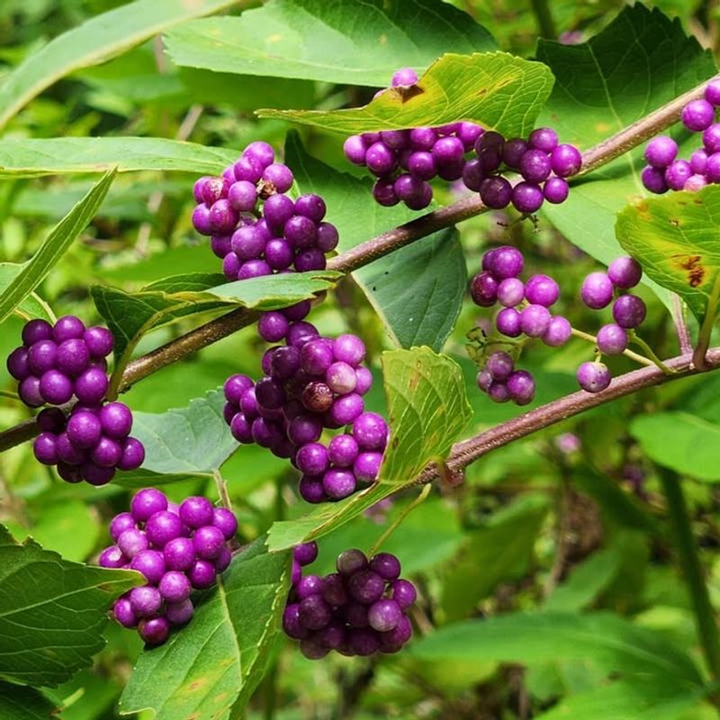 Regular Moisture Helps Young Shrubs Establish