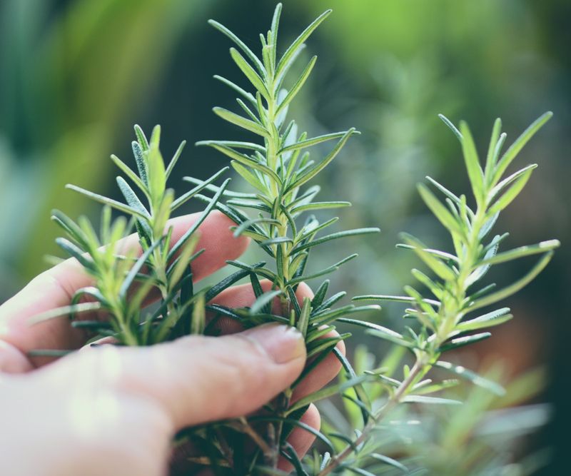 Regular Pinching Keeps Fragrant Tips Coming Regular Pinching Keeps Fragrant Tips Coming
