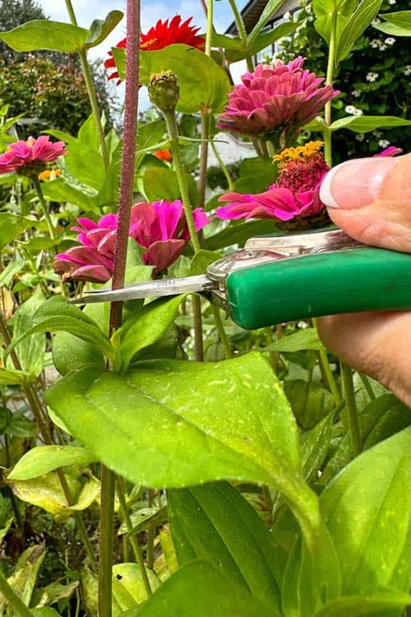 Regular Trimming Extends The Blooming Season Regular Trimming Extends The Blooming Season