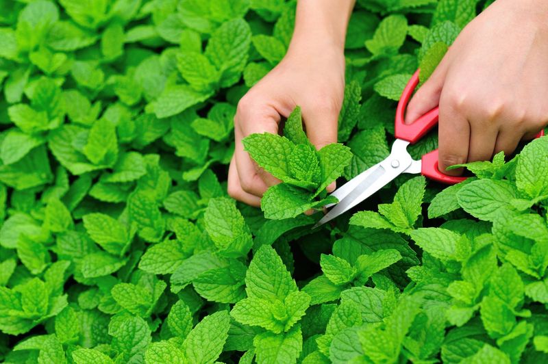 Regular Trimming Helps Keep Spearmint Fresh Regular Trimming Helps Keep Spearmint Fresh