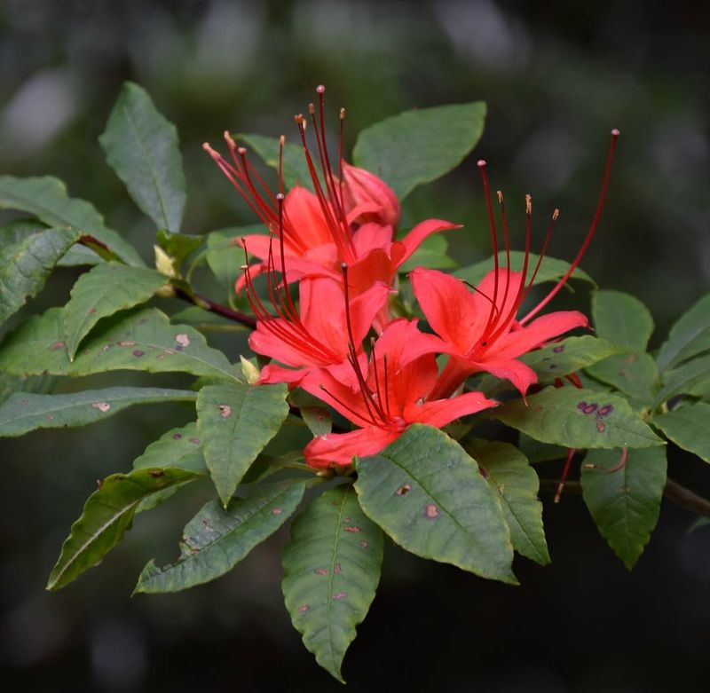 Regular Watering Extends The Flowering Season