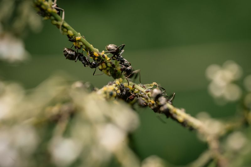 Relationship Counts As Commensalism, Not Harm