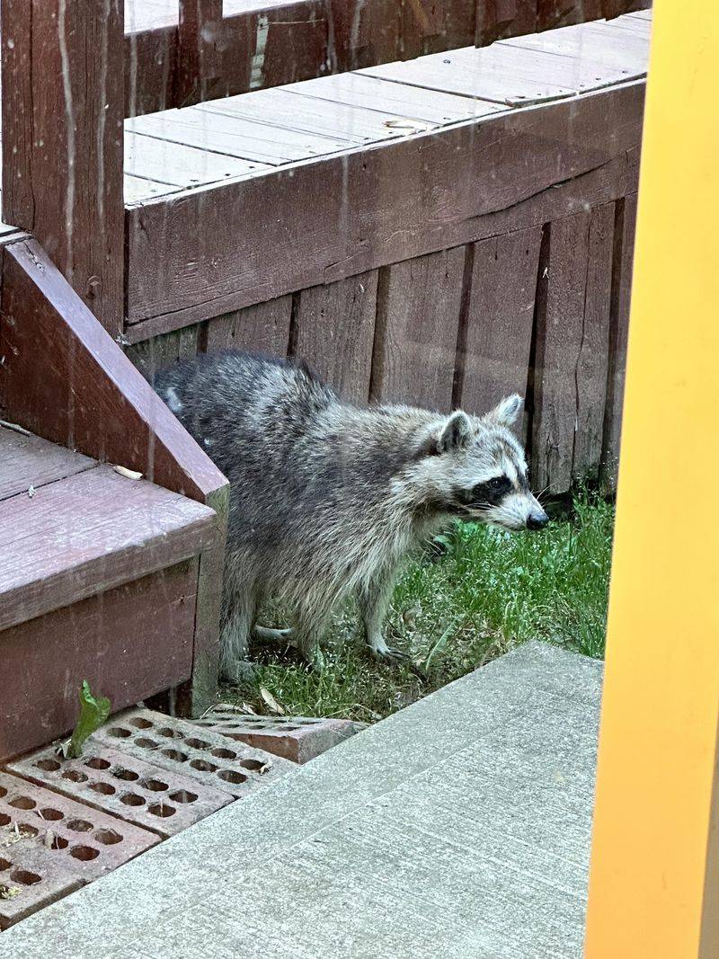 Releasing Wildlife Elsewhere Can Spread Disease Releasing Wildlife Elsewhere Can Spread Disease