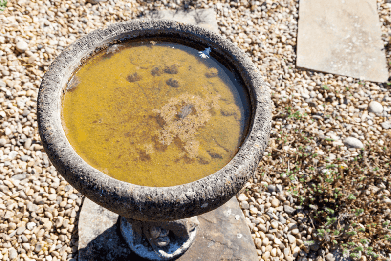 Reliable, Clean Water Is Missing During The Texas Heat