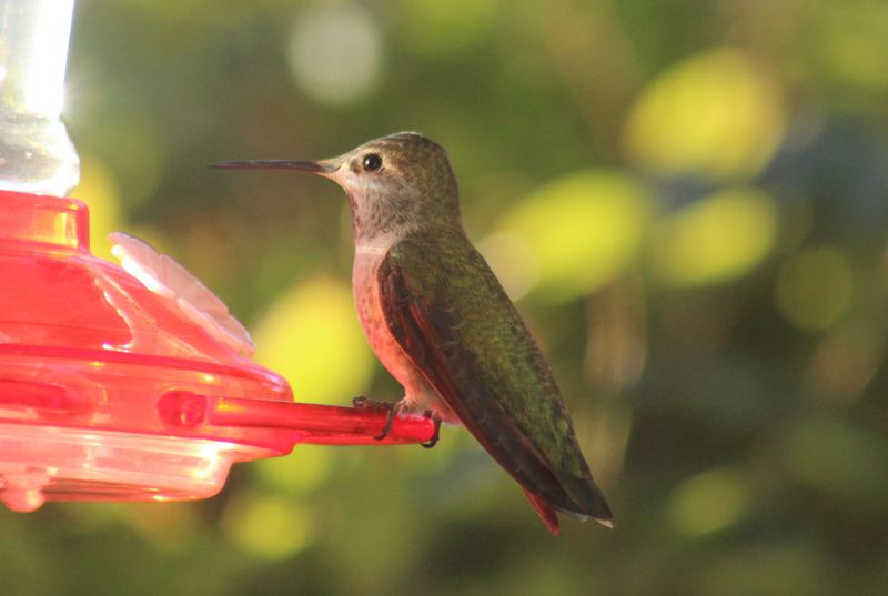 Reliable Nectar Keeps Them Coming Back Reliable Nectar Keeps Them Coming Back