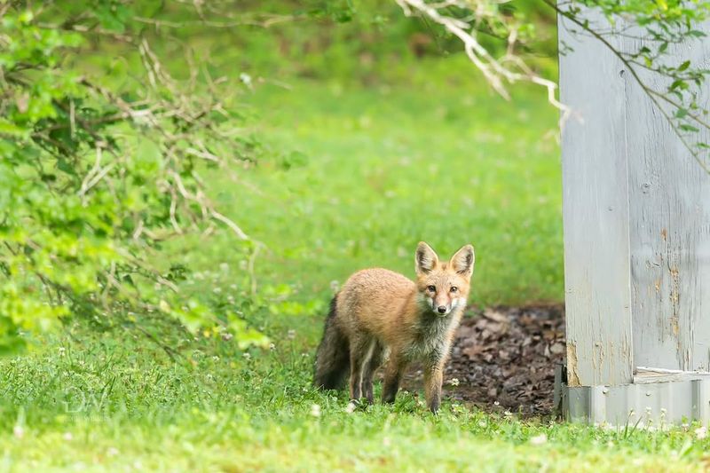 Relocated Foxes Often Struggle To Survive Relocated Foxes Often Struggle To Survive