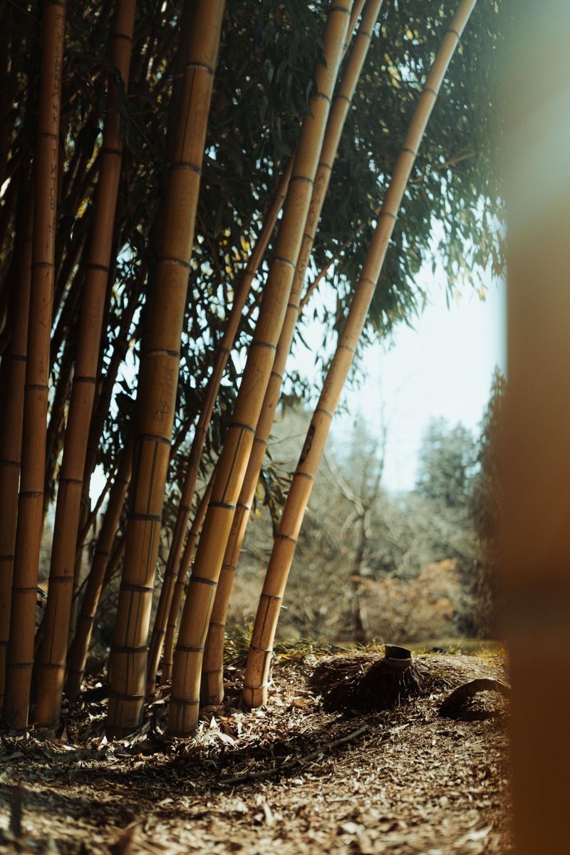 Removal Costs Rise Once Bamboo Gets Established Removal Costs Rise Once Bamboo Gets Established