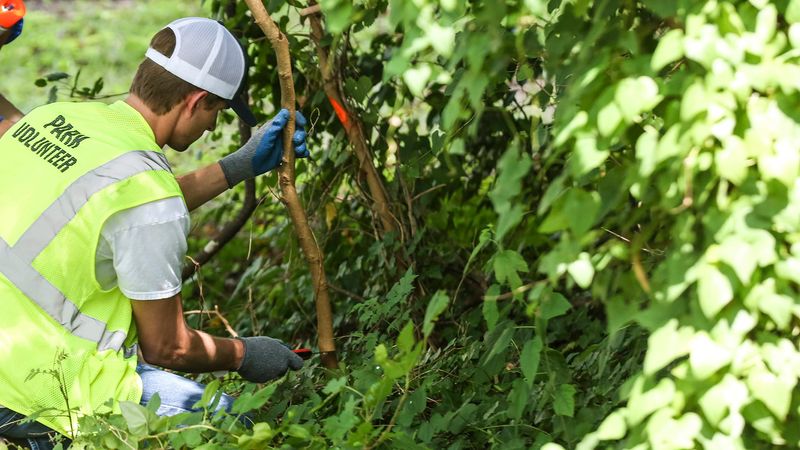 Removal Must Be Handled Without Spreading The Plant Removal Must Be Handled Without Spreading The Plant