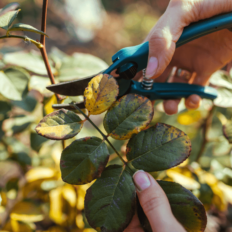 Remove Affected Leaves Before Spots Spread