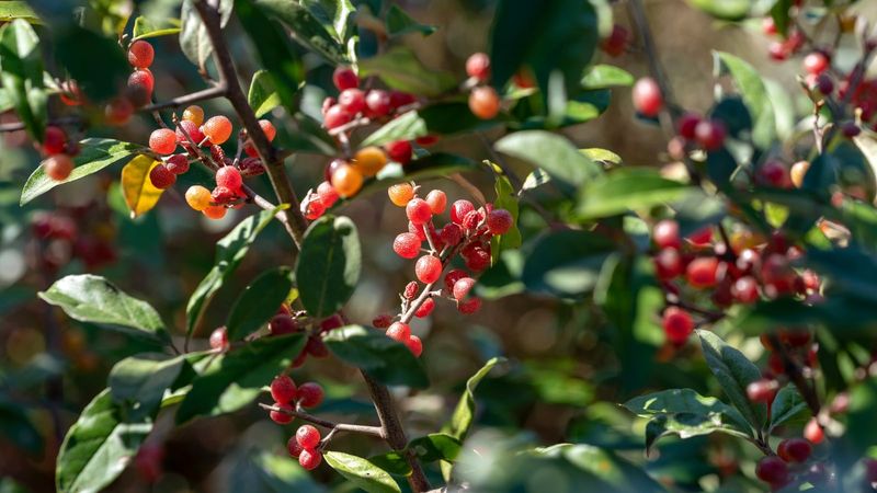 Remove Autumn Olive From The Backyard Plan