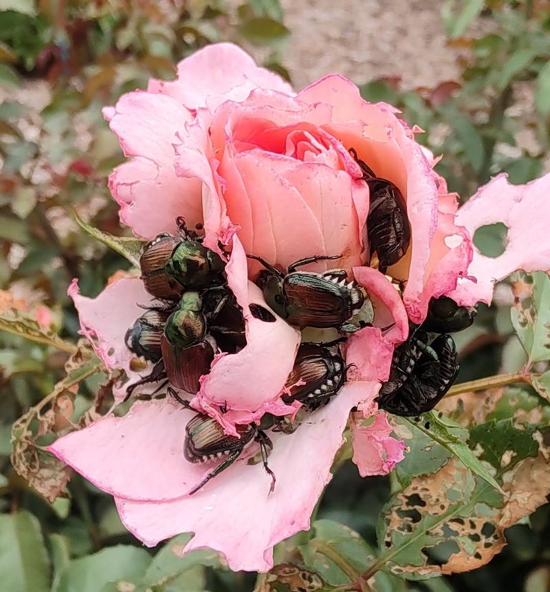 Remove Beetles Before Feeding Gets Heavy