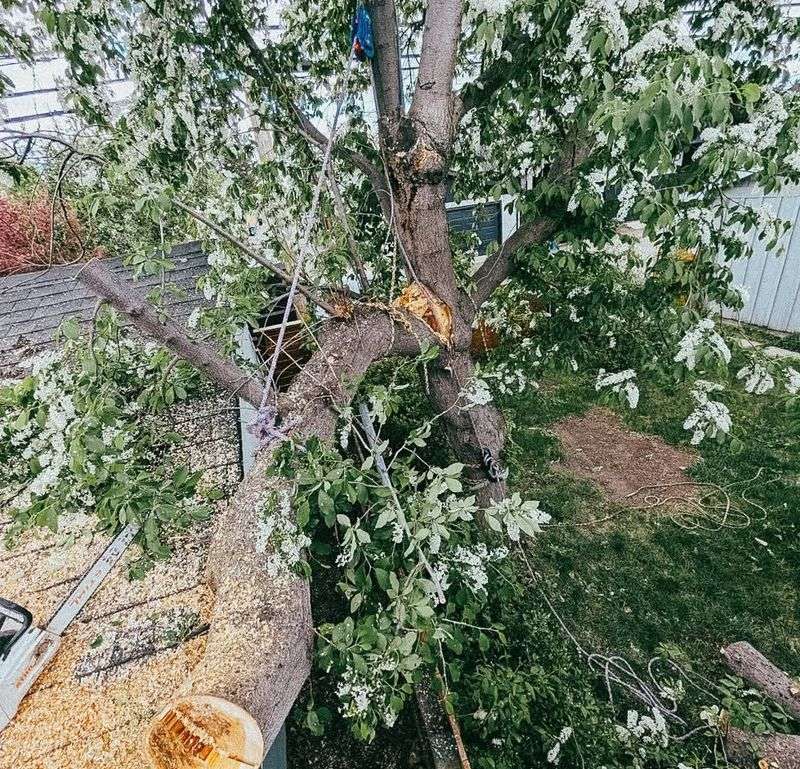 Remove Broken, Hanging, Or Dangerous Branches First Remove Broken, Hanging, Or Dangerous Branches First