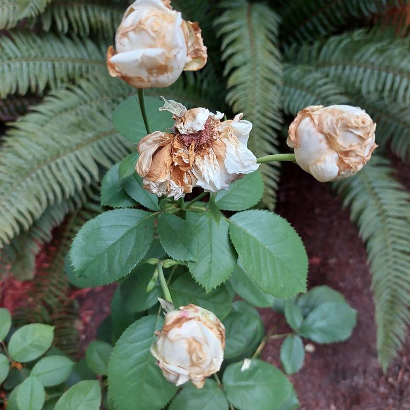 Remove Brown Buds Before Rot Spreads