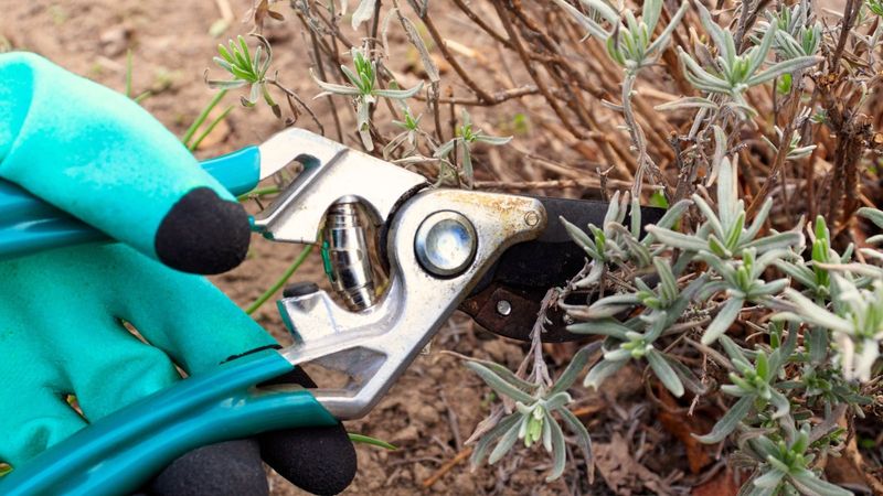 Remove Clearly Damaged Or Nonviable Stems Remove Clearly Damaged Or Nonviable Stems