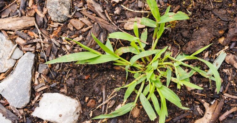 Remove Crabgrass From Your Landscape Beds With These New Jersey-Friendly Steps