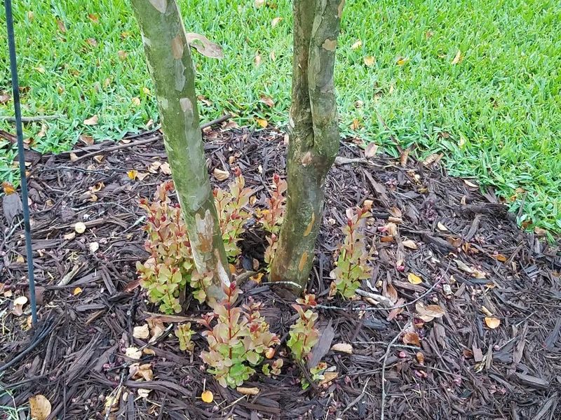 Remove Crape Myrtle Suckers Only
