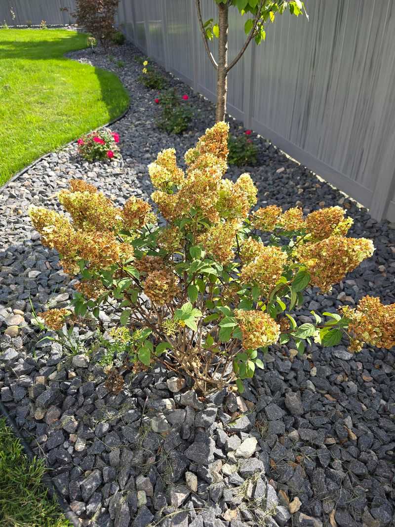 Remove Crispy Flowers If They Bother You Remove Crispy Flowers If They Bother You