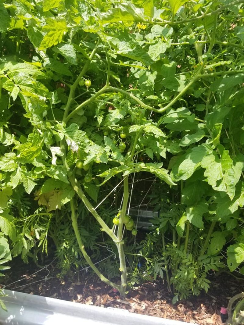 Remove Crowded Leaves Beneath The Lowest Fruit Cluster