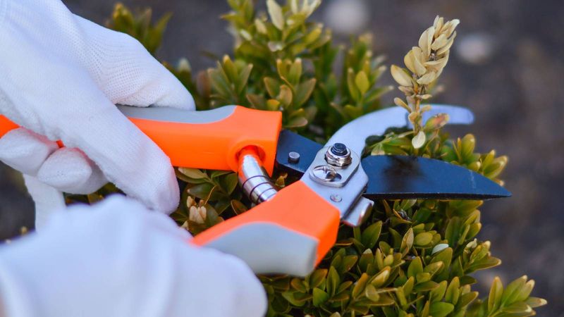 Remove Damaged Branches With Clean Pruners Remove Damaged Branches With Clean Pruners