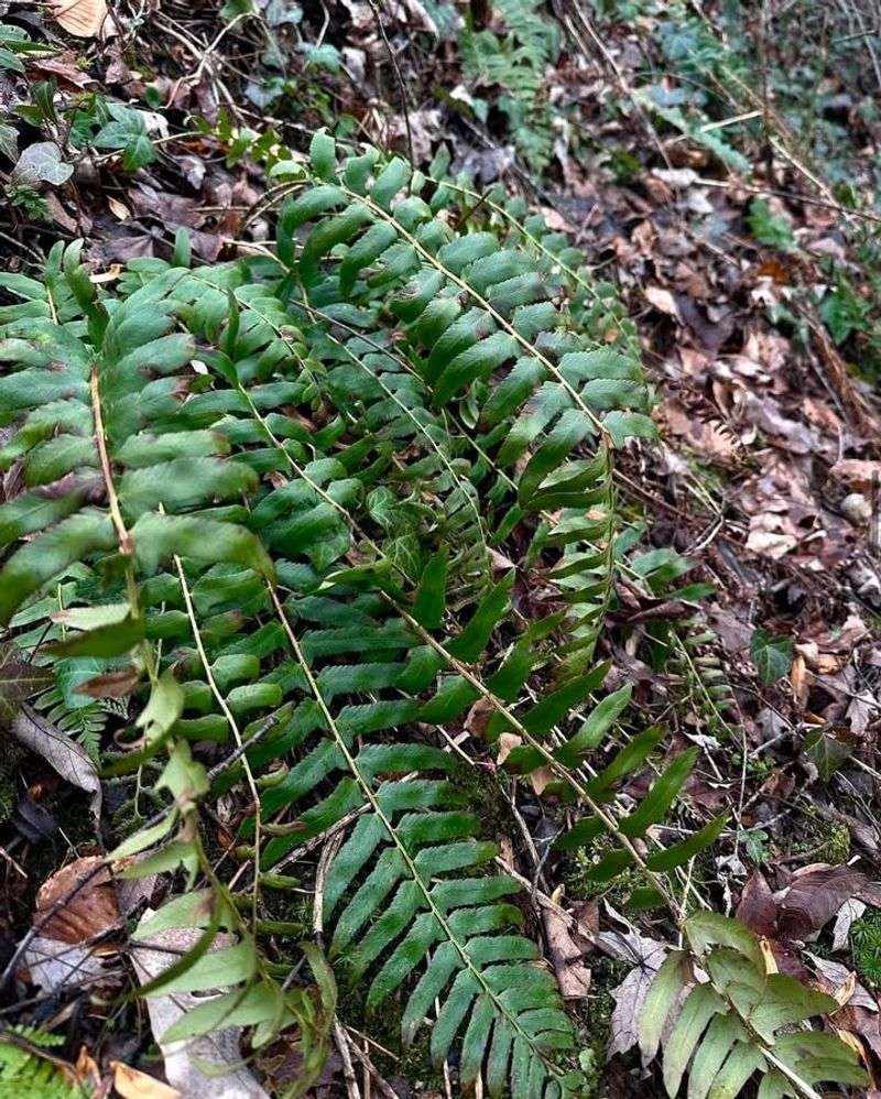 Remove Damaged Fronds In Late Winter Remove Damaged Fronds In Late Winter