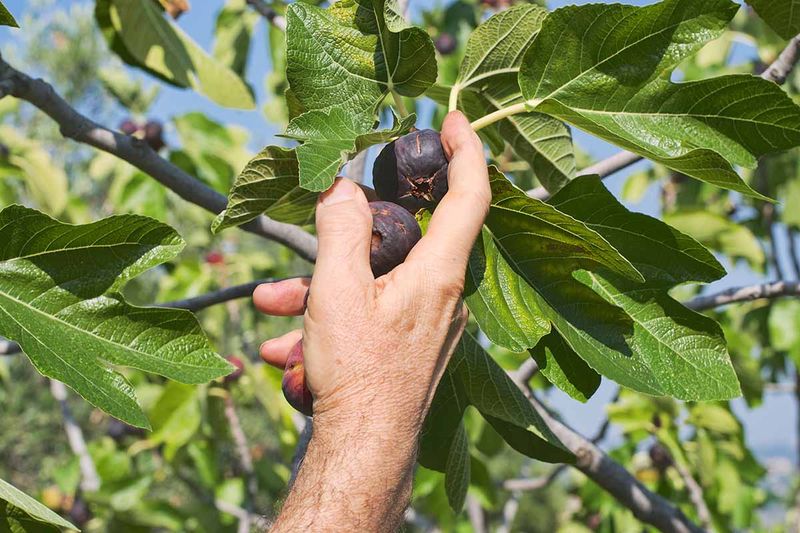Remove Damaged Fruit Right Away Remove Damaged Fruit Right Away