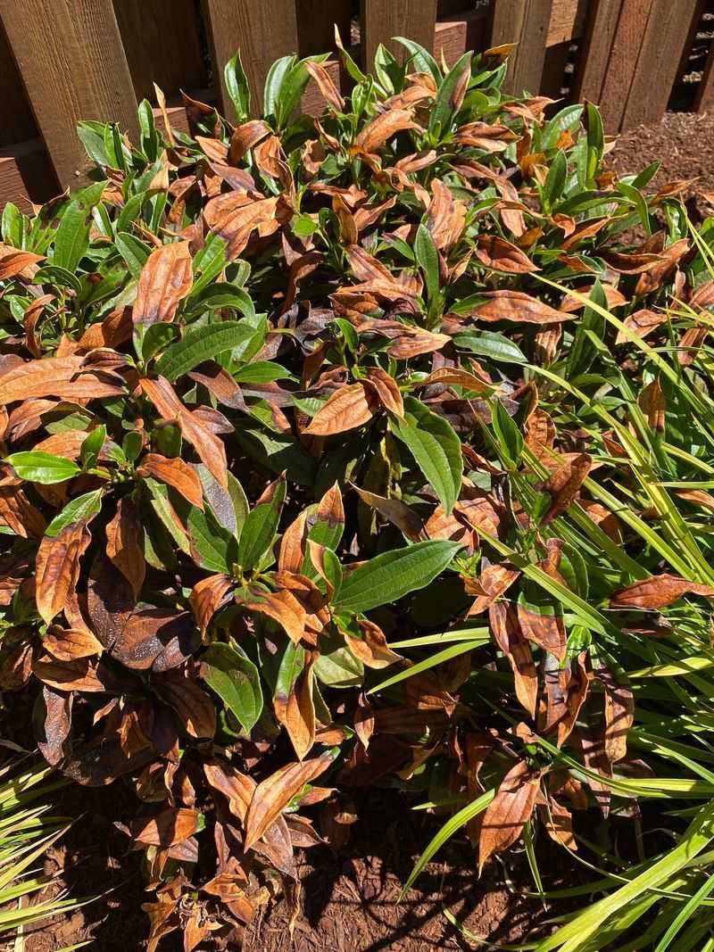 Remove Damaged Leaves After Heat Passes