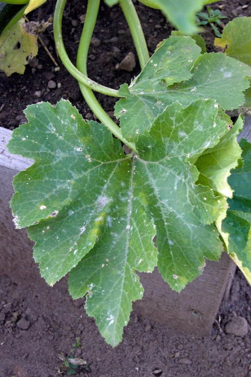 Remove Diseased Leaves Before Problems Spread