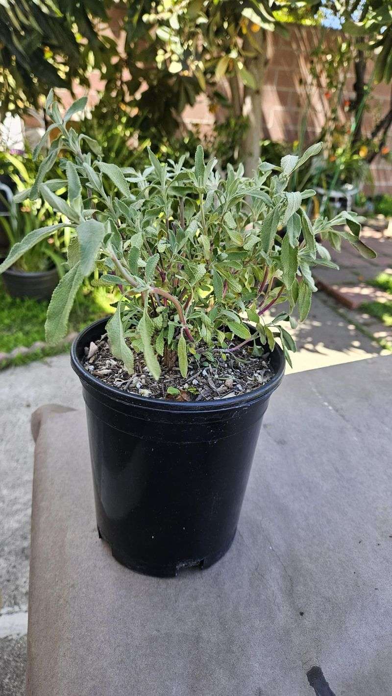Remove Dry Leaves From Containers Remove Dry Leaves From Containers