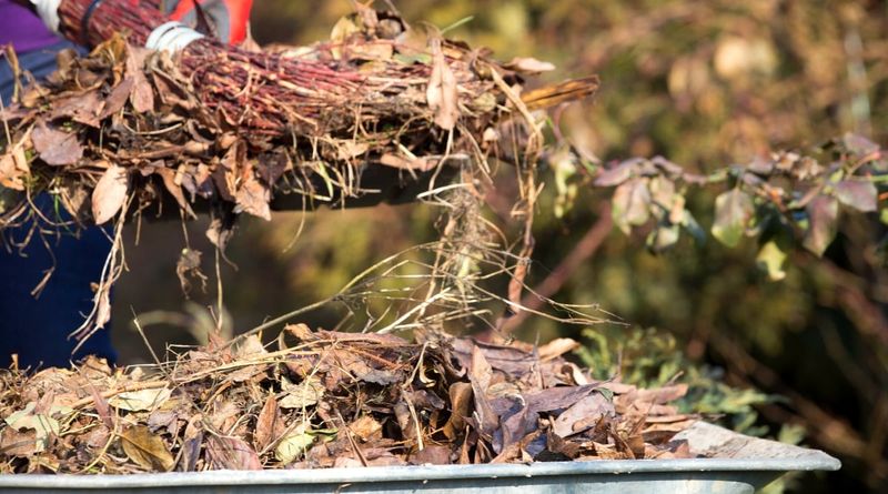 Remove Dry Plant Material And Garden Debris Remove Dry Plant Material And Garden Debris