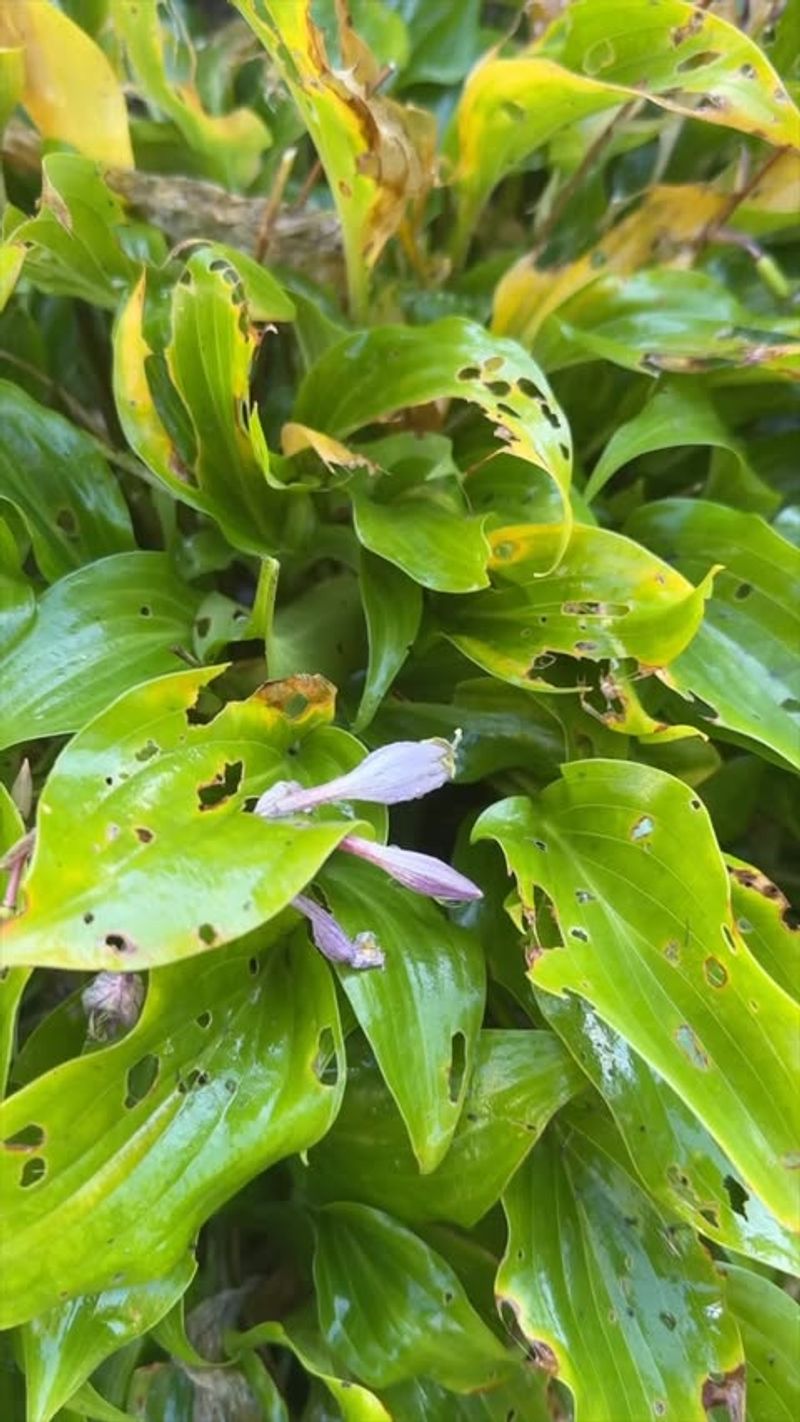 Remove Easy Slug Shelter After Rain