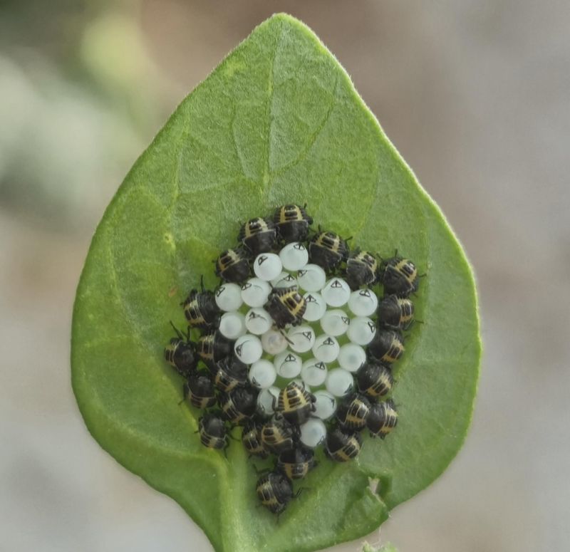 Remove Egg Clusters Early